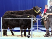 057 EuroTier 2014  Die Ausstellungstiere des BDAH, die 6jährige, mittelrahmige, schwarze Kuh Sissi und ihr ausgezeichnet entwickeltes, 8 Monate altes, schwarzes Bullenkalb Kosmo wurden dankenswerterweise durch Thomas Hilgert und Steffi Oldenburg aus Großderschau (Brandenburg) vorbereitet und während der Schau von Steffi Oldenburg (mitte) betreut und vorgeführt. (Foto: Hein Schulte)